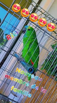 Service : oiseaux Service : oiseaux