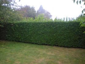 Location : taille haie Location : taille haie