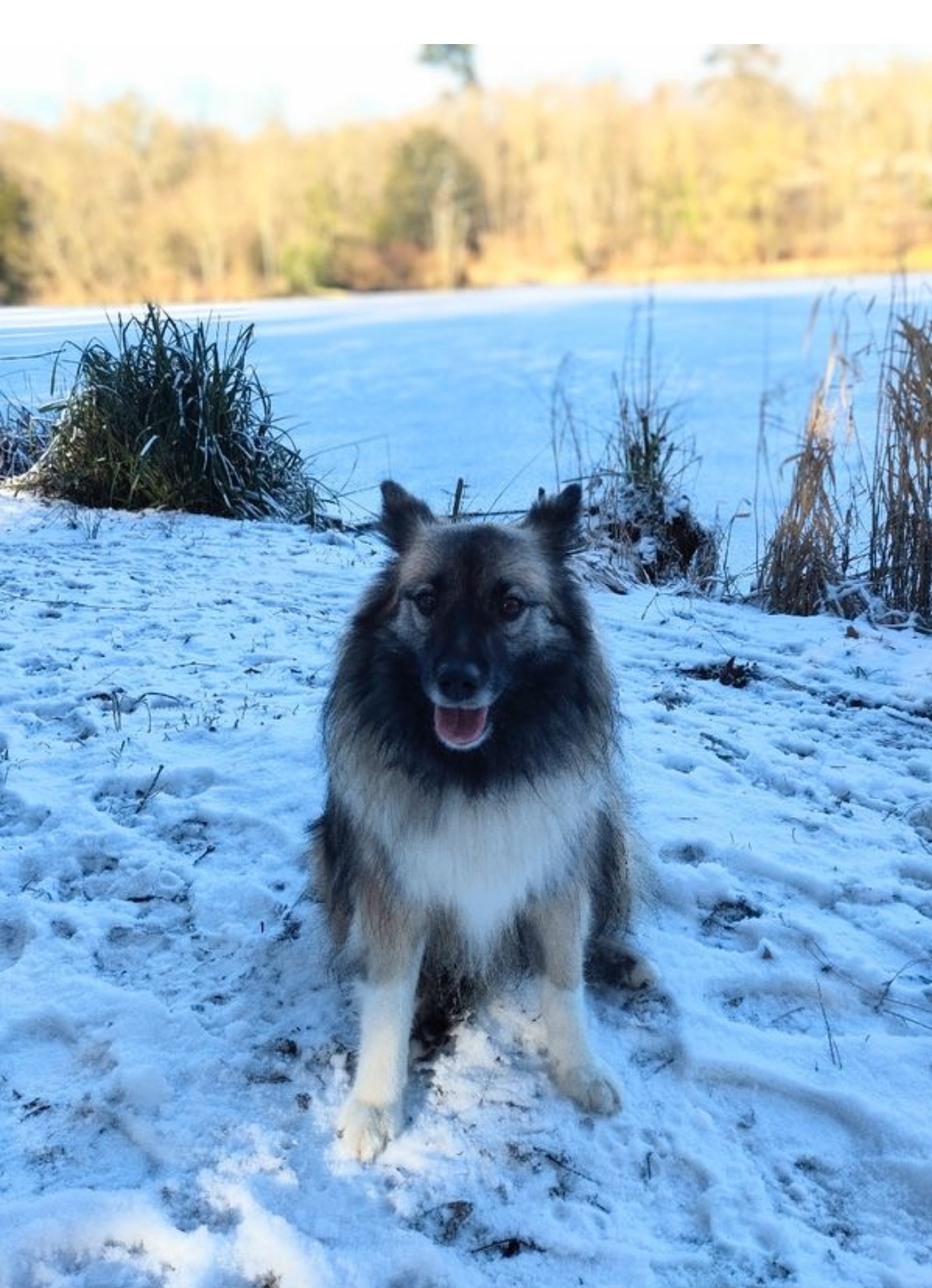 Service chien 27 entre particuliers