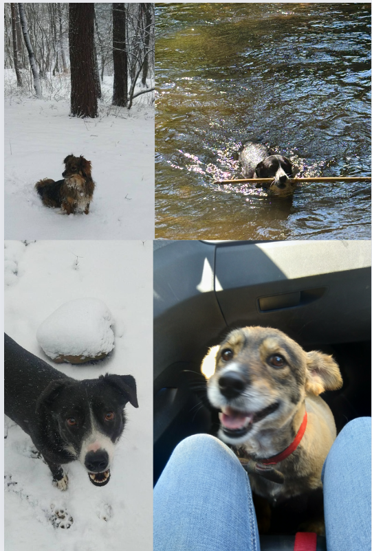 Service chien 46 entre particuliers