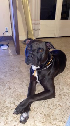 Service garde de chien Service garde de chien