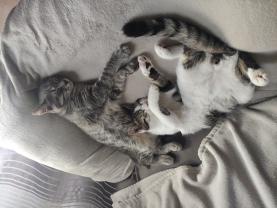 Service : chat Service : chat