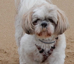 Service : chien Service : chien