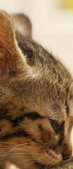 Demander ce catsitter