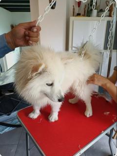 Service : service a personne Service : service a personne