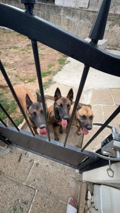 Service : promeneur chien Service : promeneur chien