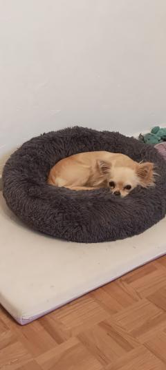 Service : promeneur chien Service : promeneur chien