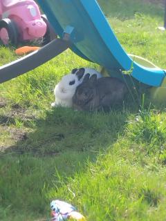 Service : garde lapin Service : garde lapin