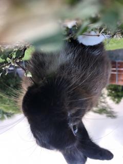 Service : garde lapin Service : garde lapin