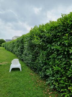 Service : taille de haies Service : taille de haies