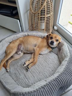 Service : chien Service : chien