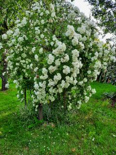 Demander ce jardinier