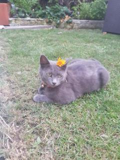 Service : chat Service : chat