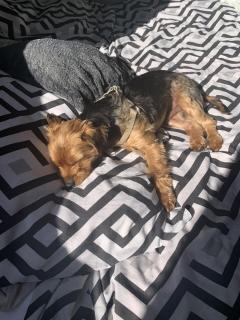 Service : garde animaux Service : garde animaux