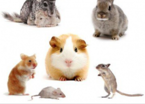 Service : rongeur Service : rongeur