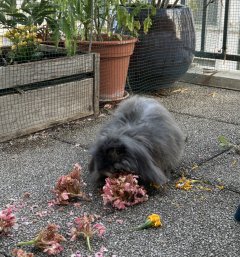 Service : garde lapin