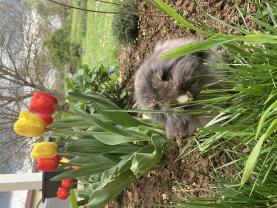 Service garde lapin Service garde lapin
