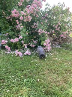 Service : garde lapin Service : garde lapin