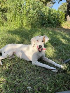 Service : garde animaux Service : garde animaux