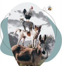 Service : garde animaux Service : garde animaux