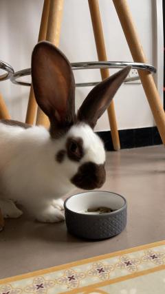 Service : garde lapin Service : garde lapin