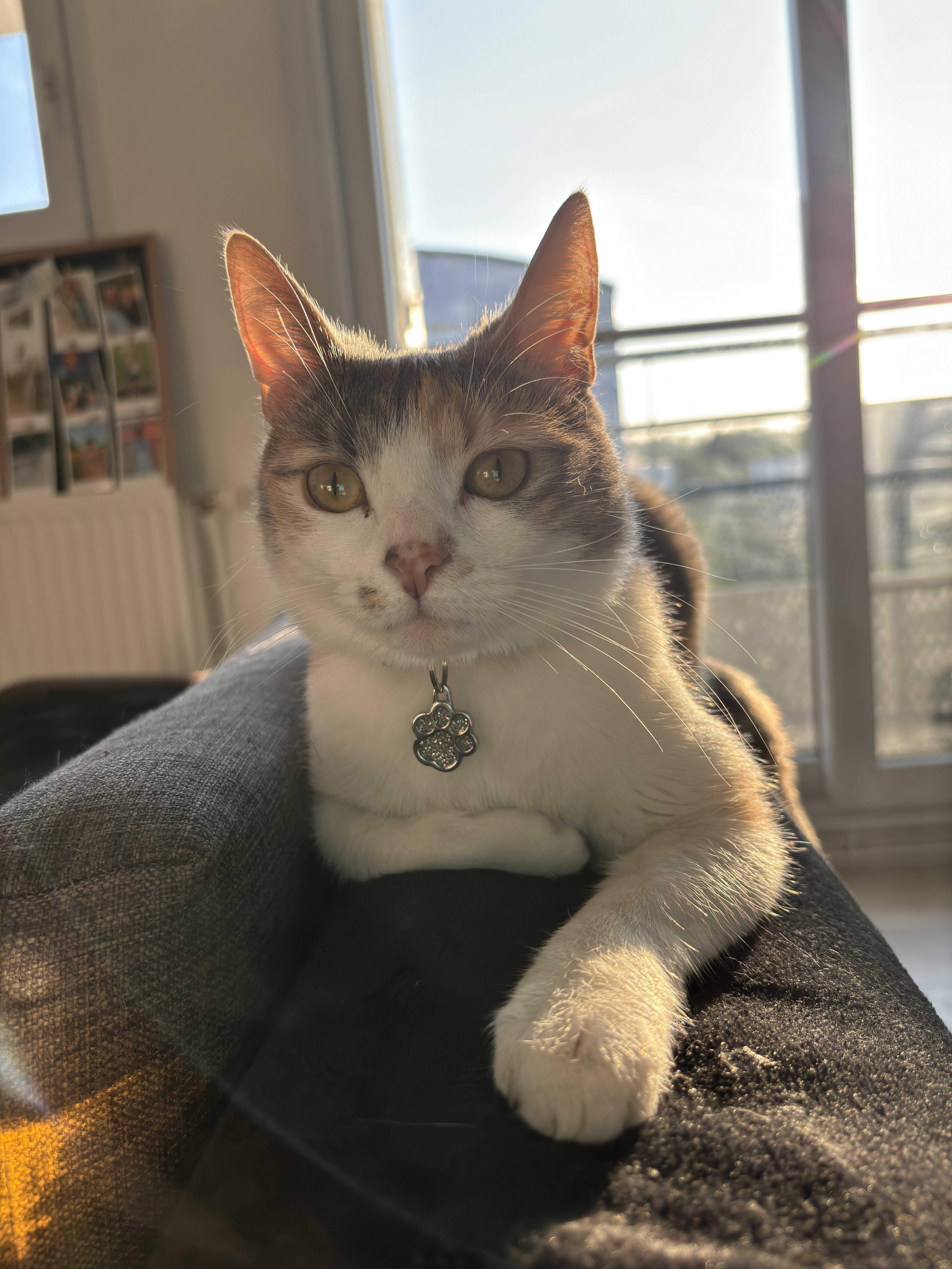 Service : garde animaux Service : garde animaux