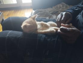 Demander ce catsitter