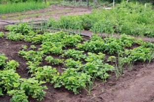 Louer le jardin