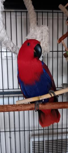 Service : oiseaux Service : oiseaux