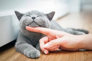 Demander ce catsitter