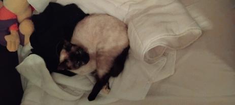 Service : garde animaux Service : garde animaux