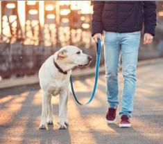 Demander ce petsitter