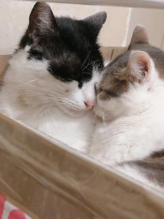 Service : garde animaux Service : garde animaux