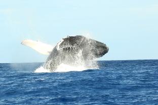 Location : bateau a moteur Location : bateau a moteur