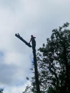 Service : elagage Service : elagage