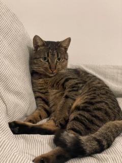 Demander ce catsitter