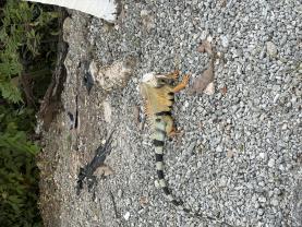 Service : reptile Service : reptile