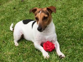 Service : garde animaux Service : garde animaux