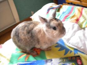 Service : garde lapin Service : garde lapin