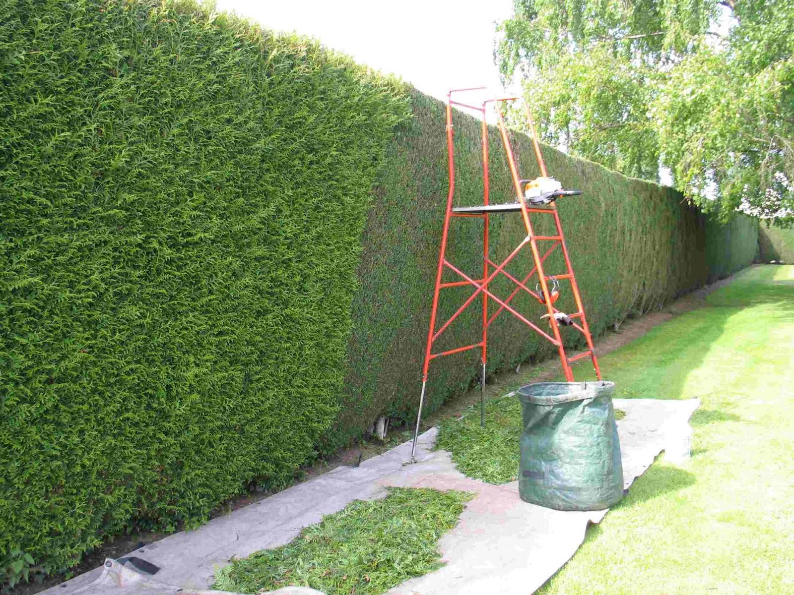 Service taille de haies 34 entre particuliers