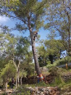 Service : elagage Service : elagage