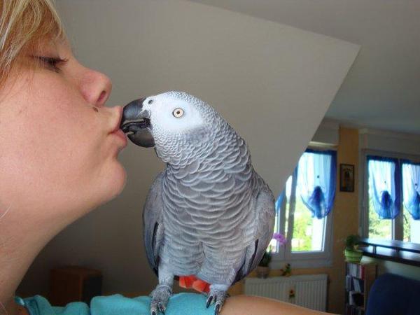Service oiseaux 91 entre particuliers