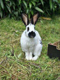 Service : garde lapin Service : garde lapin