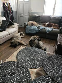 Demander ce petsitter