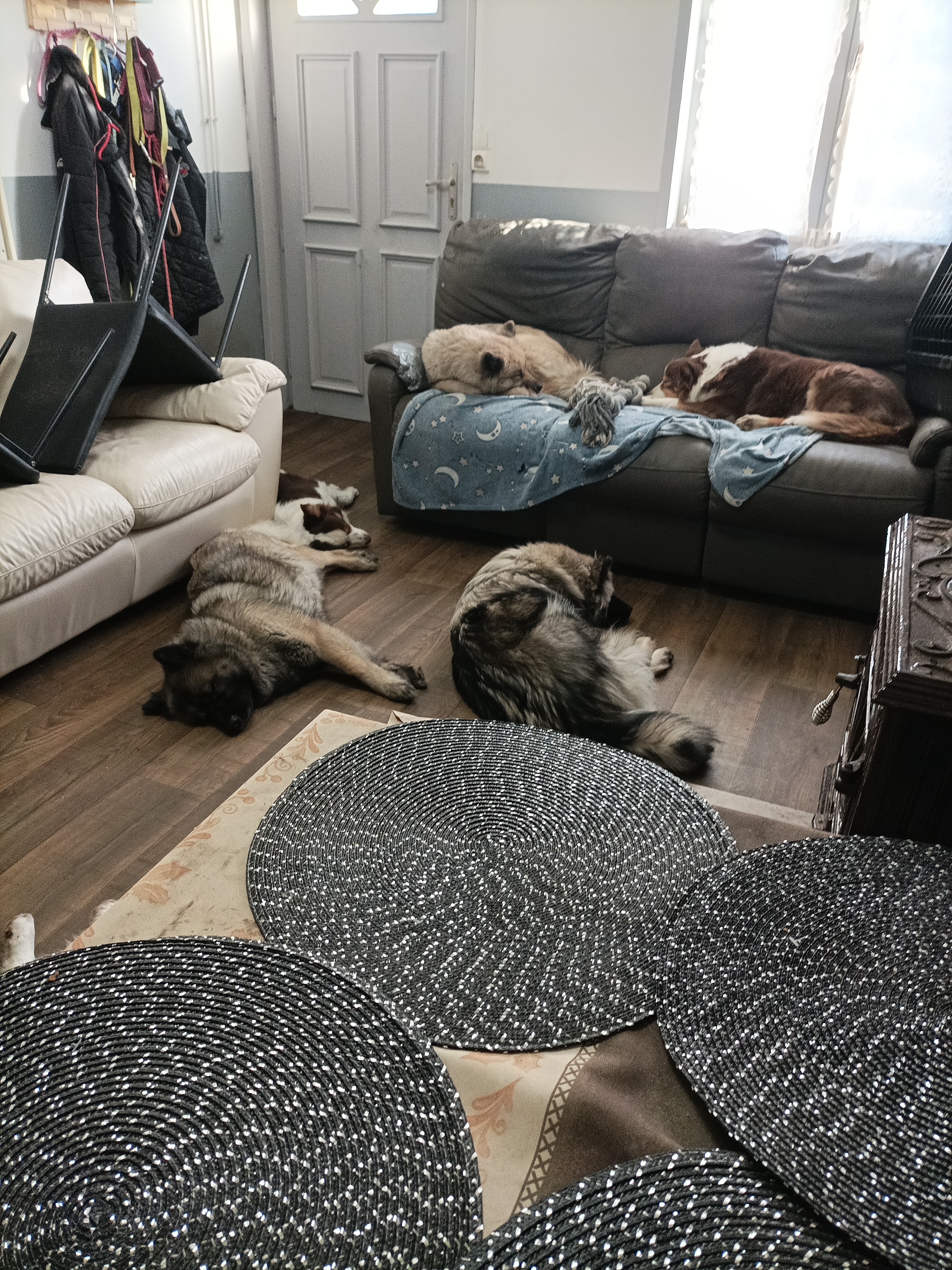 Service chien 59 entre particuliers