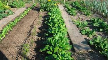 Louer le jardin