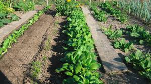 Location jardin potager 84 entre particuliers
