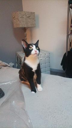 Demander ce catsitter