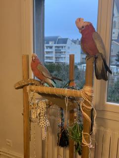 Service : oiseaux Service : oiseaux