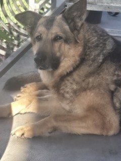 Service : garde animaux